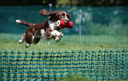 De Derbyshire County Show