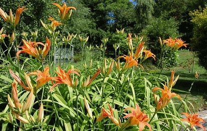 Sandringham Flower Show