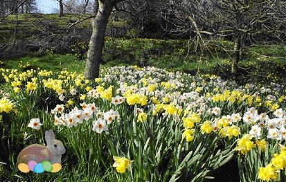 Daffodil Day at Hartland Abbey