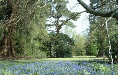 Bluebell Dagen bij Hartland Abbey